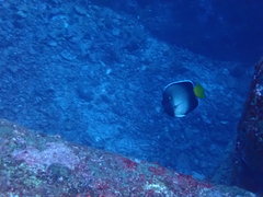 Apolemichthys xanthurus