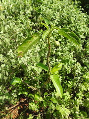 Jatropha maheshwarii