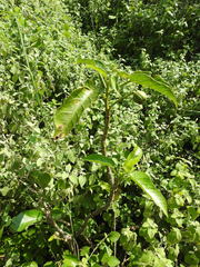 Jatropha maheshwarii
