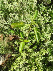 Jatropha maheshwarii