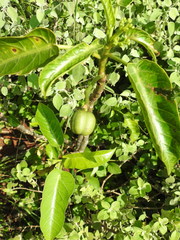 Jatropha maheshwarii