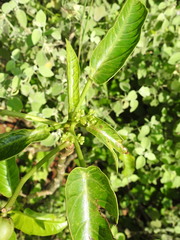Jatropha maheshwarii