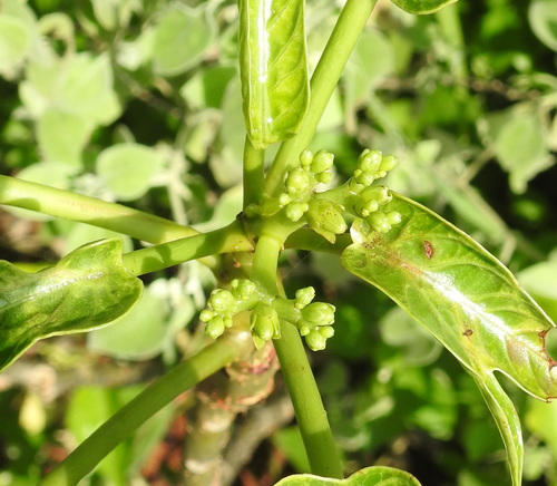 Jatropha maheshwarii Subr. & M.P.Nayar 3