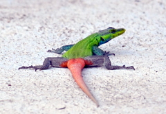 Platysaurus intermedius