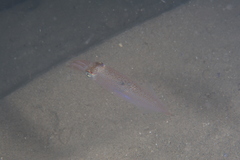 Alloteuthis media