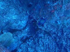 Pomacanthus annularis