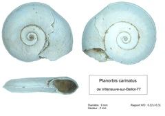 Planorbis carinatus