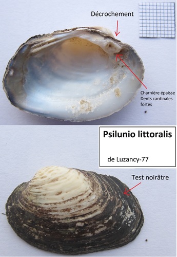 Potomida littoralis