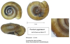 Punctum pygmaeum