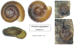 Punctum pygmaeum