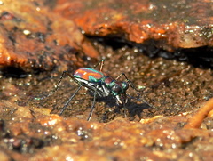 Jansenia rugosiceps