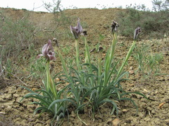 Iris acutiloba