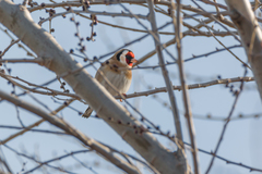 Carduelis carduelis