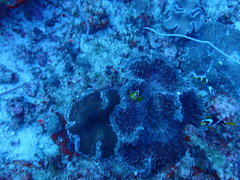 Heteractis