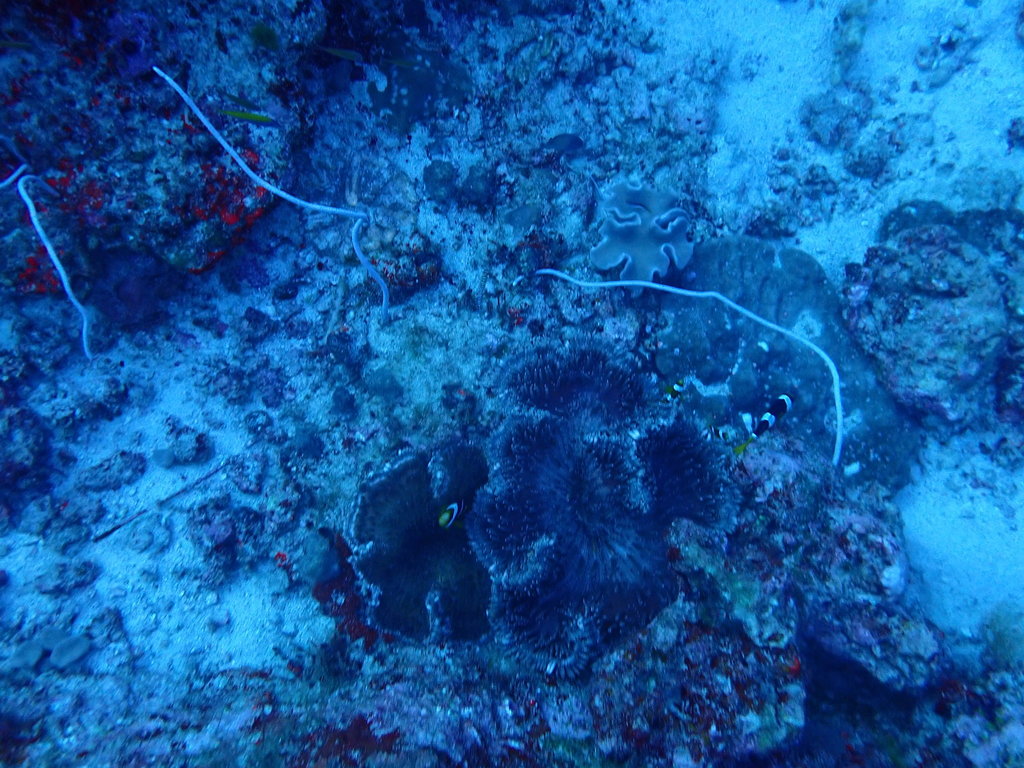 Fragile sea whip