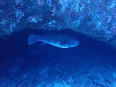 Arothron caeruleopunctatus