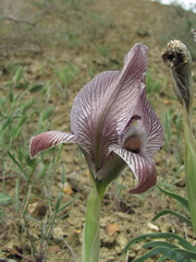 Iris acutiloba