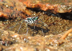 Jansenia rugosiceps