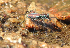 Jansenia rugosiceps
