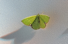 Comibaena procumbaria