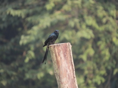 Dicrurus macrocercus