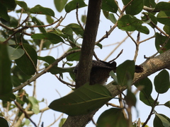 Eudynamys scolopaceus