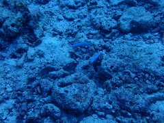 Ptereleotris heteroptera