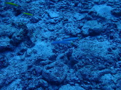 Ptereleotris heteroptera