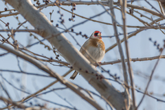 Carduelis carduelis