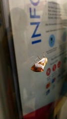 Westermannia superba