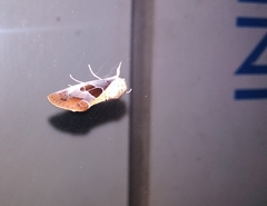 Westermannia superba