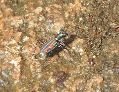 Jansenia rugosiceps
