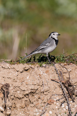 Motacilla alba