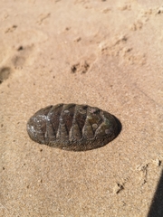 Chitonoidea