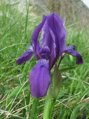 Iris furcata