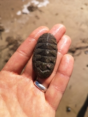 Chitonoidea