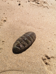 Chitonoidea