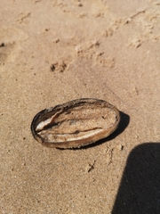 Chitonoidea