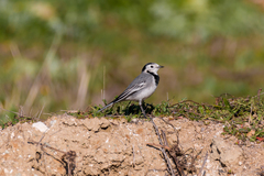 Motacilla alba