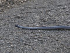 Dendroaspis polylepis