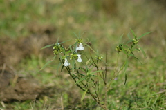 Leucas lavandulifolia