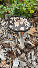 Coprinopsis picacea