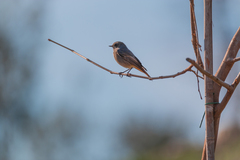 Phoenicurus ochruros