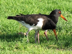 Haematopus longirostris