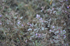 Hygrophila phlomoides