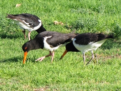 Haematopus longirostris