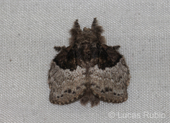 Euglyphis semifunebris