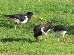 Haematopus longirostris
