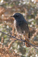 Phoenicurus ochruros