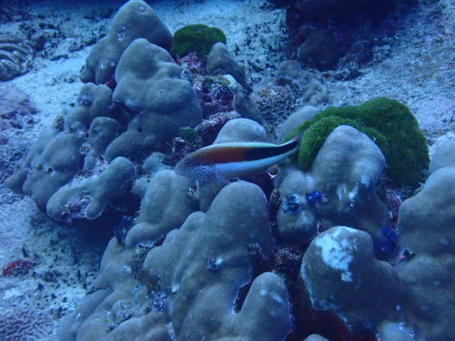 Freckled Hawkfish (Paracirrhites forsteri)